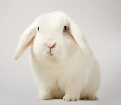 Cute little fluffy white lop eared bunny rabbit