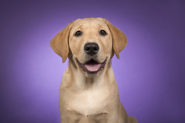 Portrait of a blond labrador retriever on a purple background