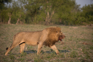 A horizontal, colour photograph of a male lion, Panthera leo, in golden light in the Greater Kruger Transfrontier Park, South Africa.