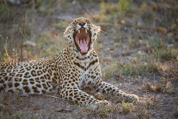 A horizontal, colour photograph of a leopard, Panthera pardus, in the Greater Kruger Transfrontier Park, South Africa.