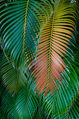 Beautiful palm leaves of Dominican Republic