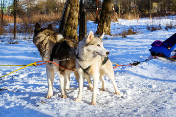 Siberian Husky resting in snow after race. Sled dogs husky harnessed to sports sledding with dogsled on skis. Sports races for animals in sleds harness in snowy winter Park