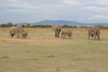 Elefanten mit Jungtieren im Nationalpark, Savanne