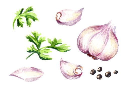 Garlic and parsley set. Watercolor hand drawn illustration, isolated on white background