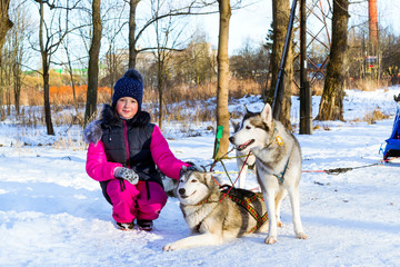 Girl playing with siberian Husky resting in snow after race. Sled dogs husky harnessed to sports sledding with dogsled on skis. Sports races for animals in sleds harness in snowy winter Park