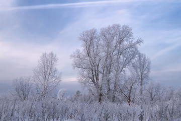 trees covered with rime in a frosty winter day