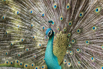 Obraz premium Portrait of beautiful peacock with feathers out