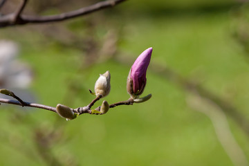 magnolia tree flower buds with blurred green background