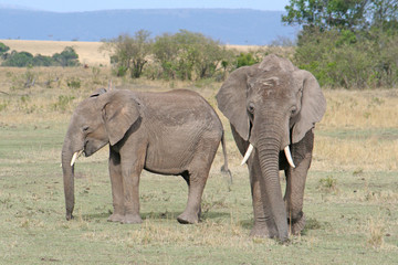 Obraz premium Herde von Elefanten im Nationalpark