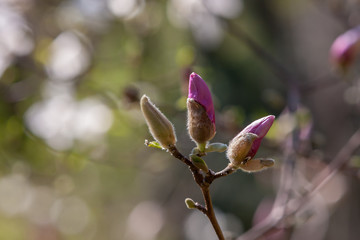 magnolia tree flower buds with blurred background
