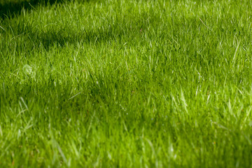green grass in springtime