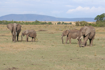 Herde von Elefanten im Nationalpark