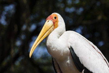 Yellow-billed Stork (Mycteria ibis) with closed beak