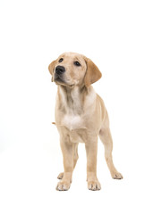 Blond labrador retriever standing and looking up isolated on a white background