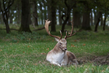 Naklejka na ściany i meble Deer spotted in Phoenix Park, Dublin