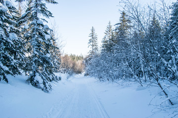 Snowy winter forest with fir trees and pine trees with white snowdrifts and blue sky