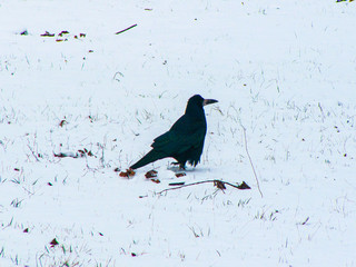 Black crow on the snow. Winter has come. Birds of the city.