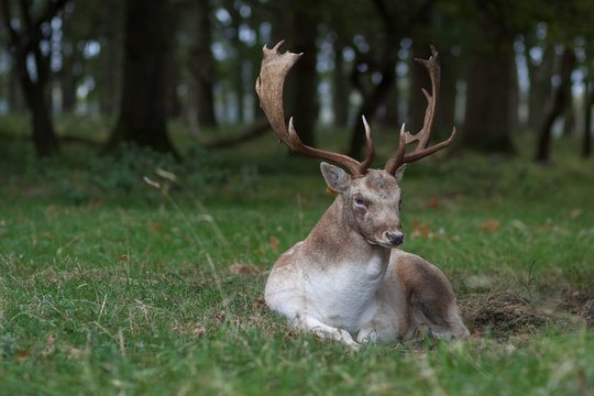 Deer Spotted In Phoenix Park, Dublin	