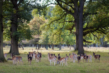 Deer spotted in Phoenix Park, Dublin	