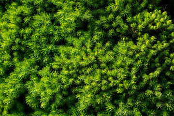 Part of a tree and leaves as background texture
