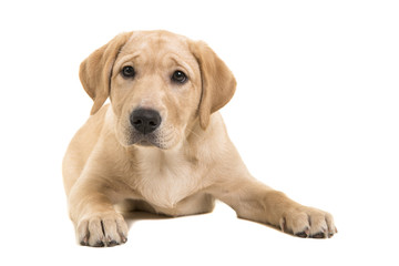 Blond labrador retriever lying down looking at the camera isolated on a white background