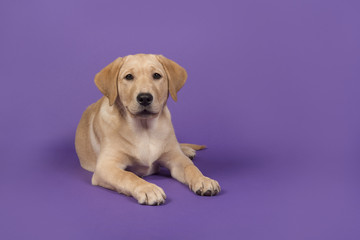 Blond labrador retriever lying down on a purple background