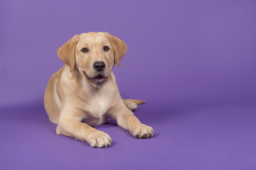 Blond labrador retriever lying down with open mouth on a purple background