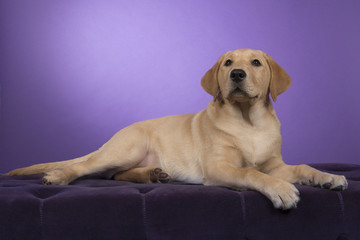 Blond labrador retriever lying down on a purple pouf looking up a on a purple background