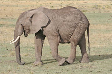 Obraz premium Elefantenbaby in freier Natur