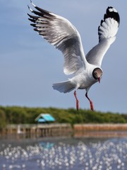 Seagulls in mangrove forest reserve bangpoo Thailand