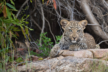 Fototapeta na wymiar Concealed leopard cub