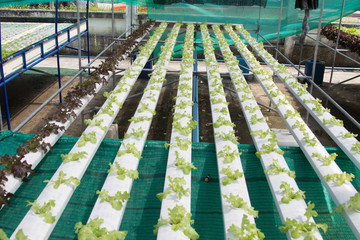 Hydroponics vegetable farm. Fresh hydroponics vegetable farm, Salads vegetable hydroponics farm.