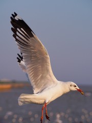 Seagulls in mangrove forest reserve bangpoo Thailand