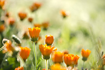 blur beautiful medical herbs calendula marigold  background - obrazy, fototapety, plakaty