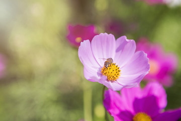Fototapeta premium Beautiful cosmos flower over blurred garden background, bee on purple flower with morning sun light