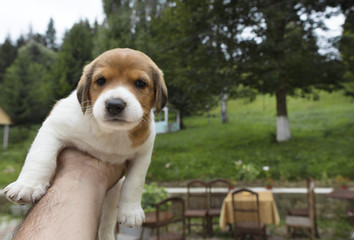 A small beagle puppy is sitting on his hand