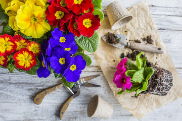 The first spring colorful primroses ready for planting.
