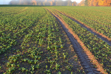 Golden autumn rapeseed sprouts field and morning mist