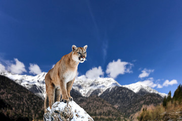 Portrait of a cougar, mountain lion, puma, panther, striking a pose on a fallen tree, winter mountains - 194246993