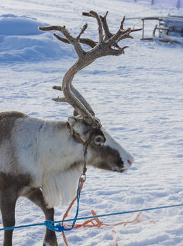 winter in Lapland, Sweden, Norrbotten