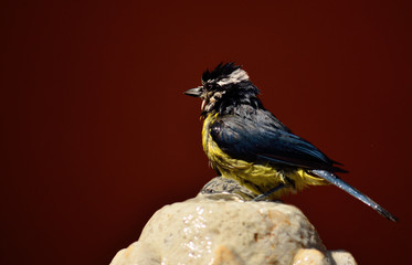 Blue tit on a water fountain to cool off, Cyanistes caeruleus