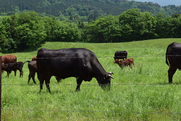 牛の放牧