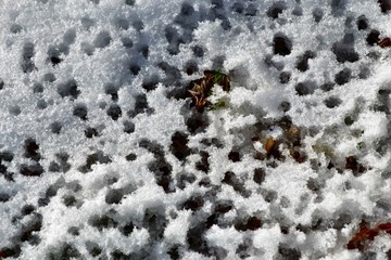 Water drops in snow