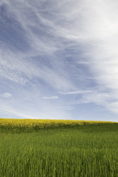 Rapeseed fields under a blue sky with clouds