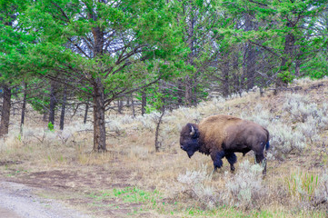 Buffalo in Yellow Stone National Park, America