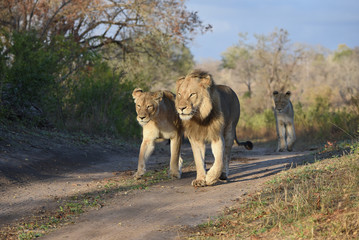 A horizontal, colour photograph of one lion, Panthera leo, and two female lionesses, in the Greater Kruger Transfrontier Park.