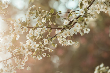 Blütentraum - Japanische Kirsche