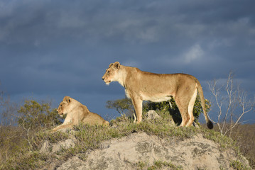 Fototapeta na wymiar A horizontal, full length, colour photograph of two lionesses, Panthera leo, in golden front light against a grey background in the Greater Kruger Transfrontier Park, South Africa.