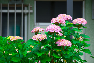 Hydrangea in the Rainy season of Japan