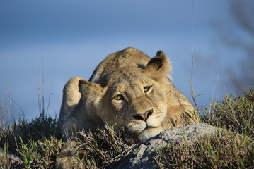 A horizontal, close up, colour photograph of a young lion, Panthera leo, in side light with a...